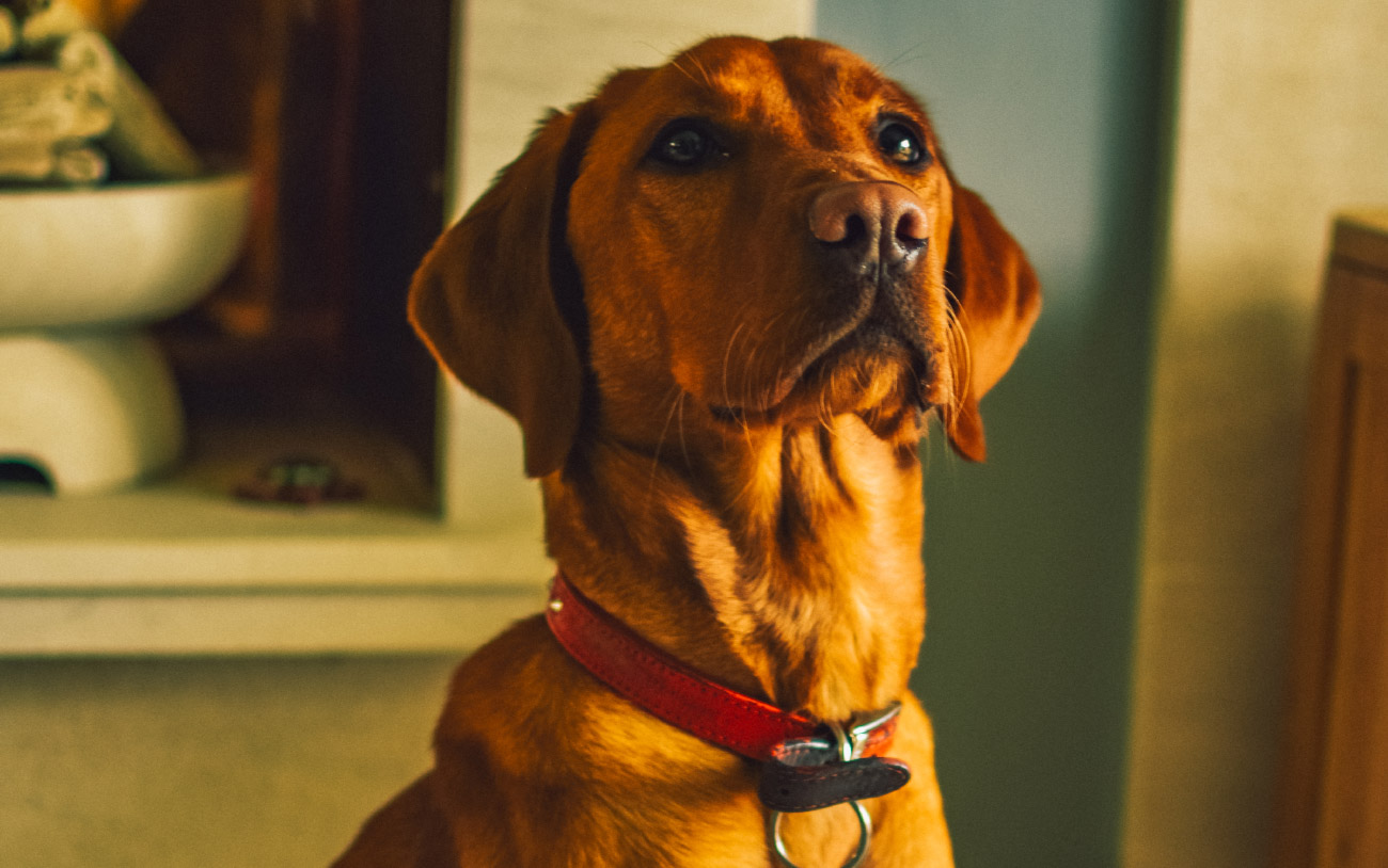 Dog posing for a picture