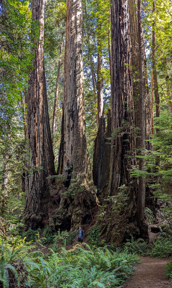 Garrett standing next to a grouping of large redwoods