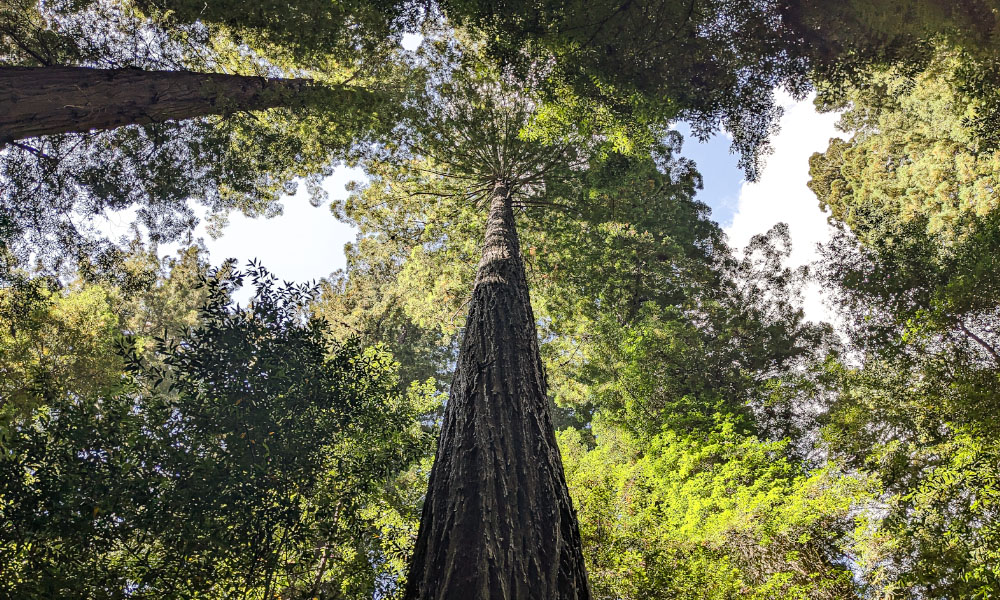 The canopy of several trees in Lady Bird Johnson Grove