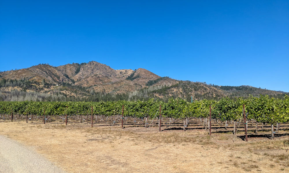 Rows of grape vines at St. Francis Winery and Vineyards in Sonoma, California