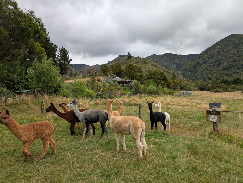 Alpacas on a farmstay in the Golden Bay region of New Zealand