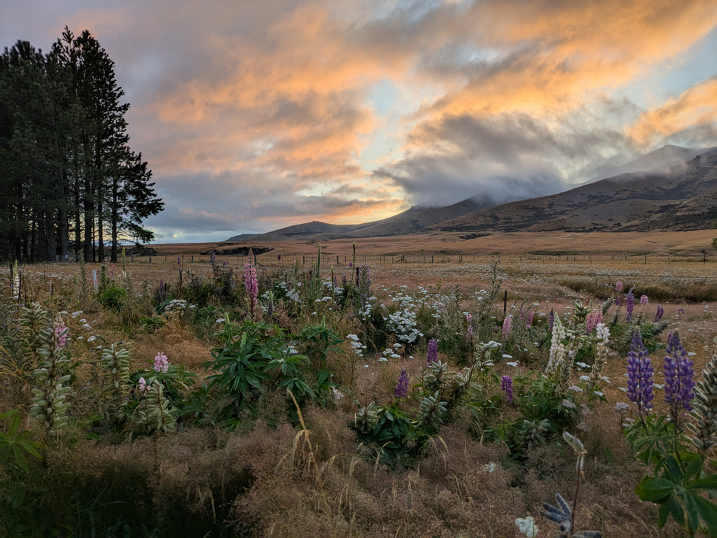 A field of lupines in front of mountains in the Mackenzie Bason of the South Island