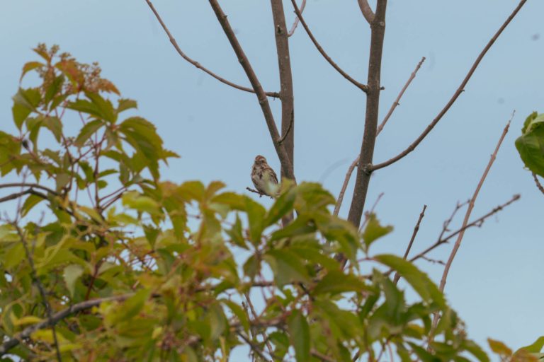 A bird spotted at the birdwatching viewpoint overlooking Seneca Lake
