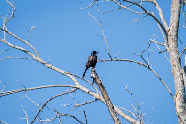 A common grackle spotted during the birding walk at the Cornell Lab of Ornithology